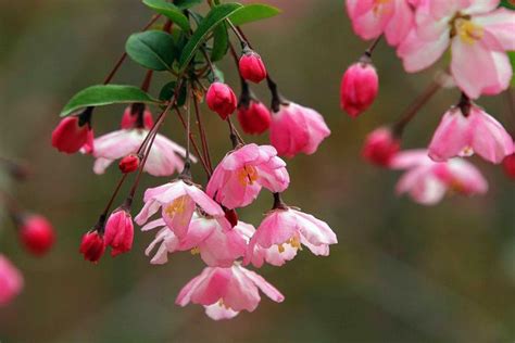 海棠花品種|海棠